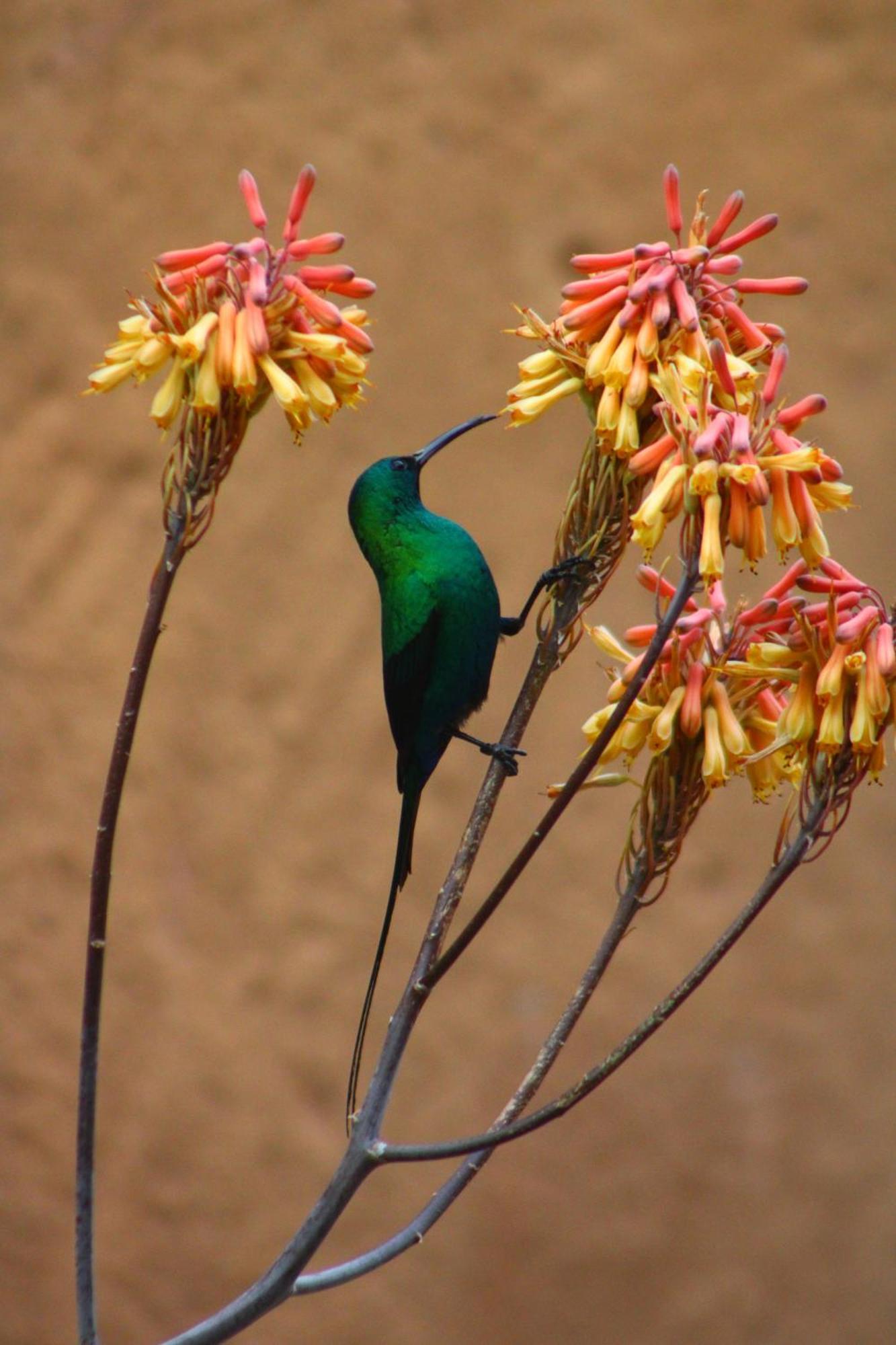 Bosch Luys Kloof Nature Reserve Ladismith Dış mekan fotoğraf
