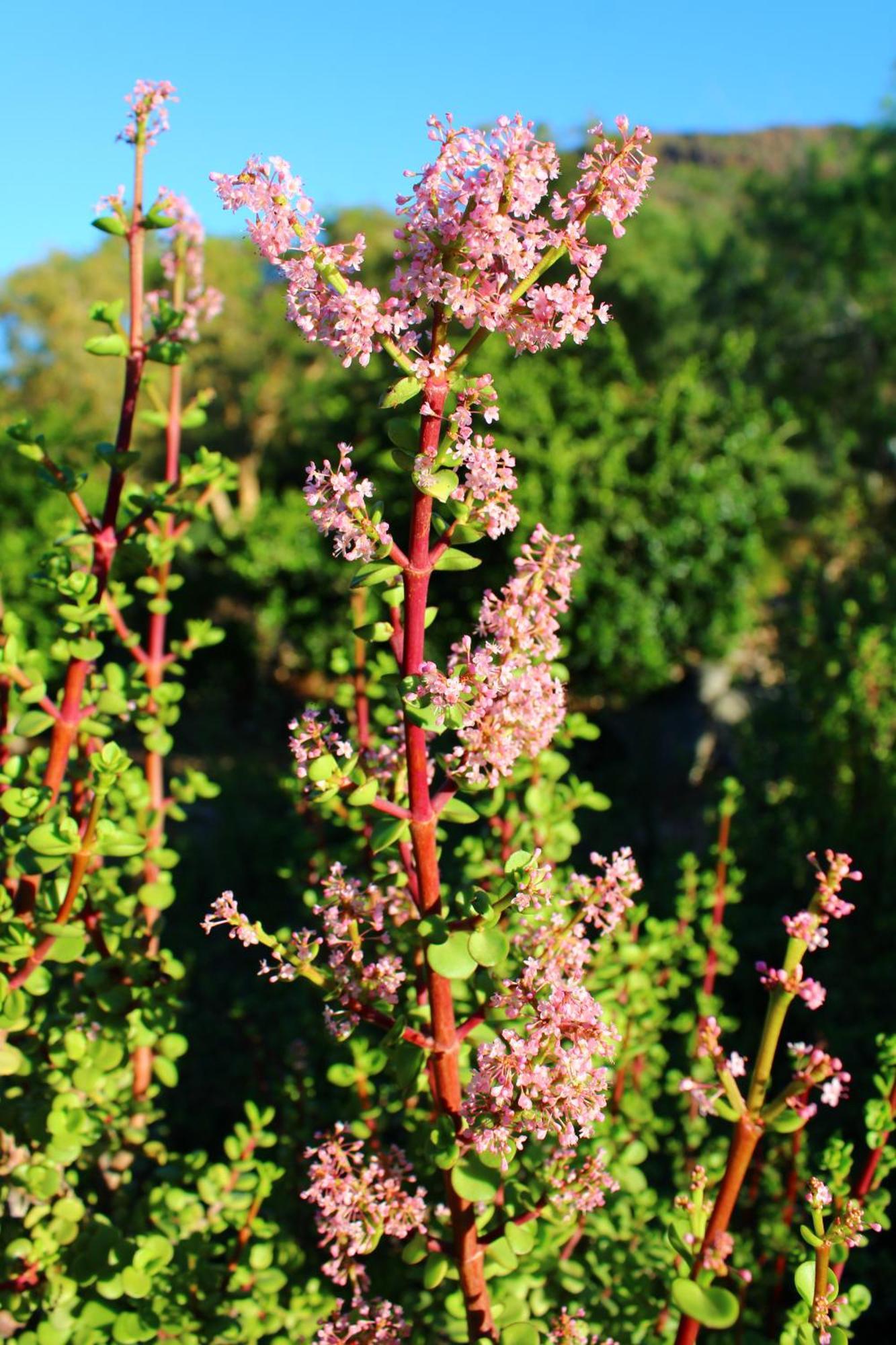 Bosch Luys Kloof Nature Reserve Ladismith Dış mekan fotoğraf