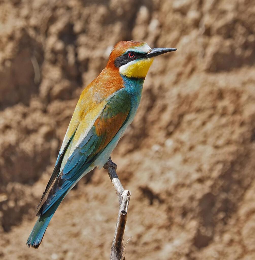 Bosch Luys Kloof Nature Reserve Ladismith Dış mekan fotoğraf