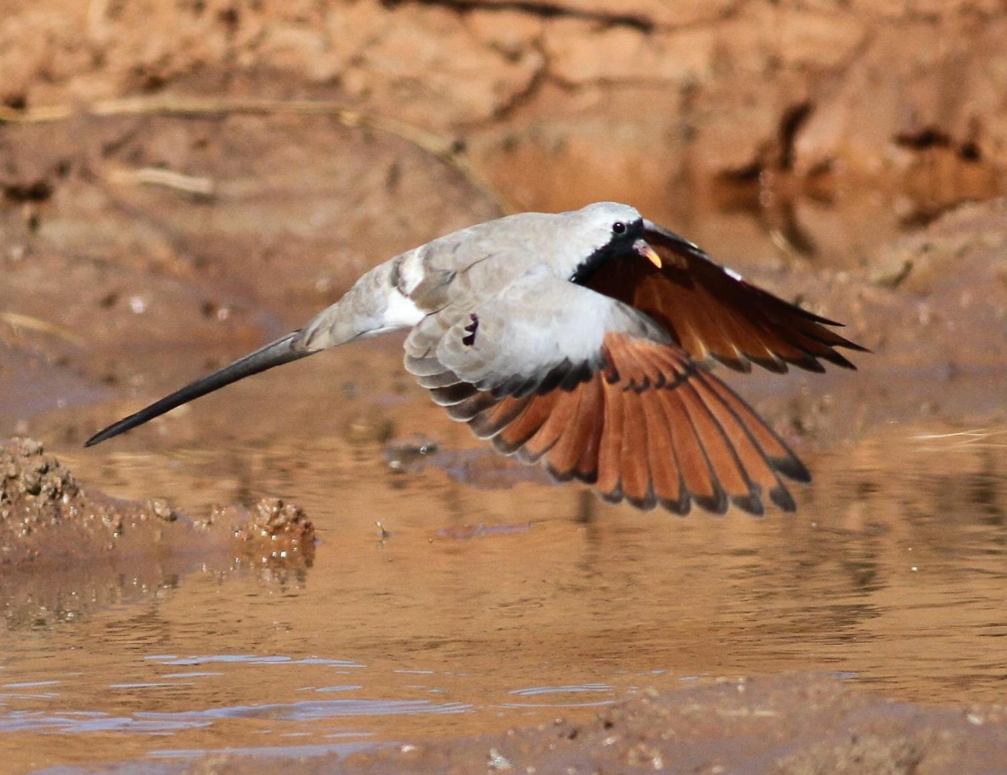 Bosch Luys Kloof Nature Reserve Ladismith Dış mekan fotoğraf