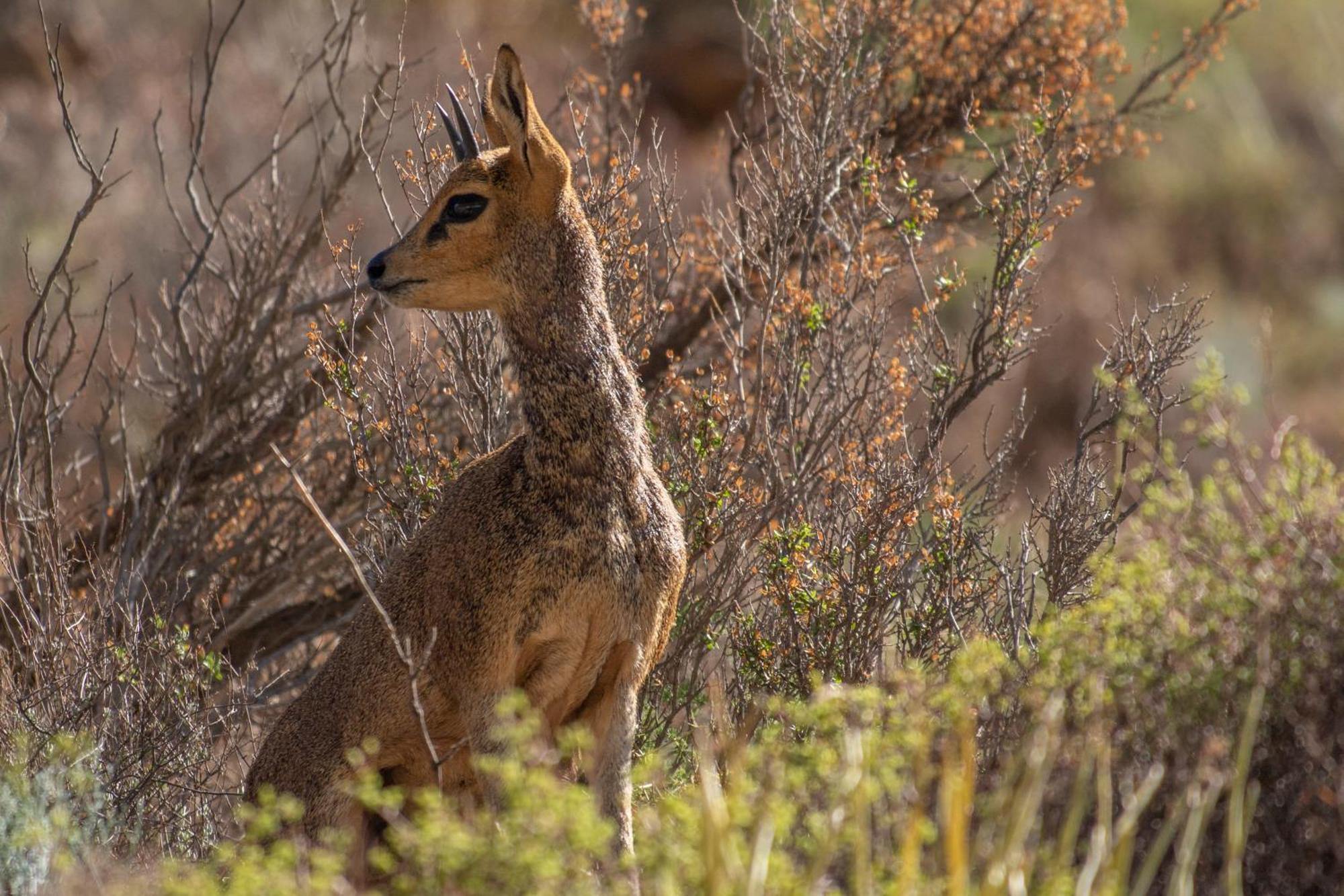 Bosch Luys Kloof Nature Reserve Ladismith Dış mekan fotoğraf
