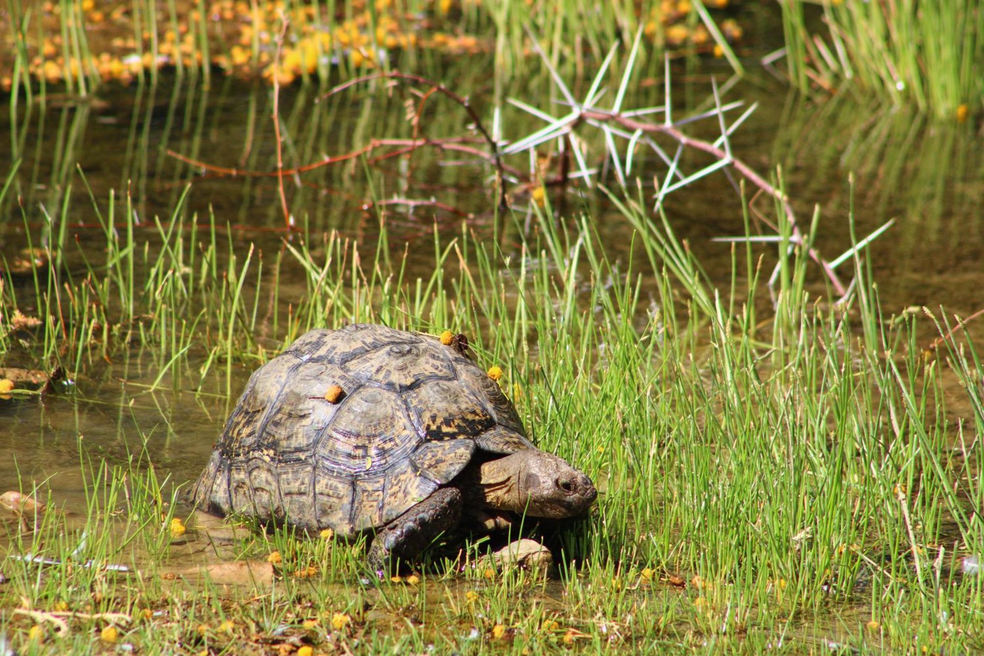 Bosch Luys Kloof Nature Reserve Ladismith Dış mekan fotoğraf