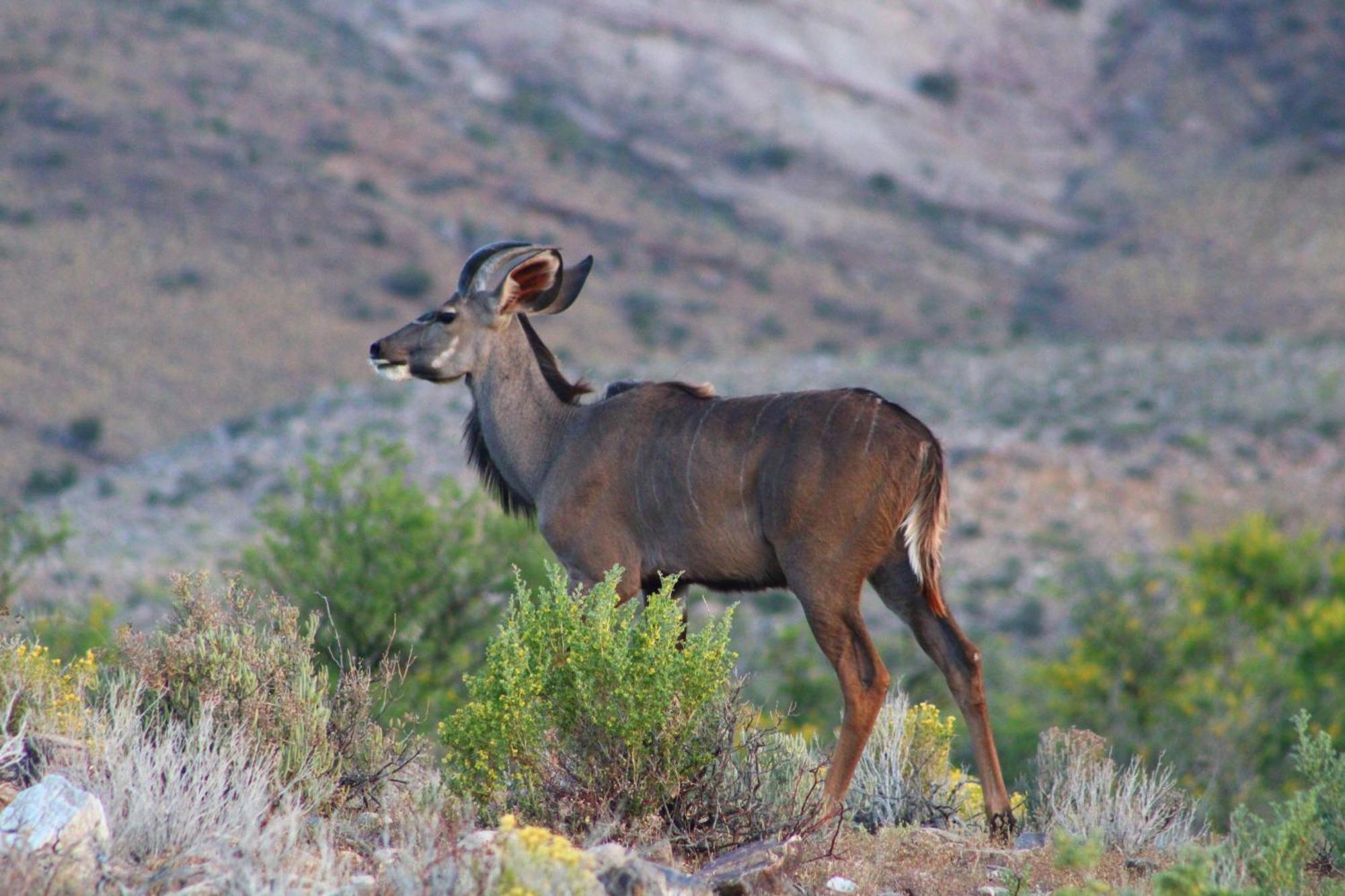 Bosch Luys Kloof Nature Reserve Ladismith Dış mekan fotoğraf