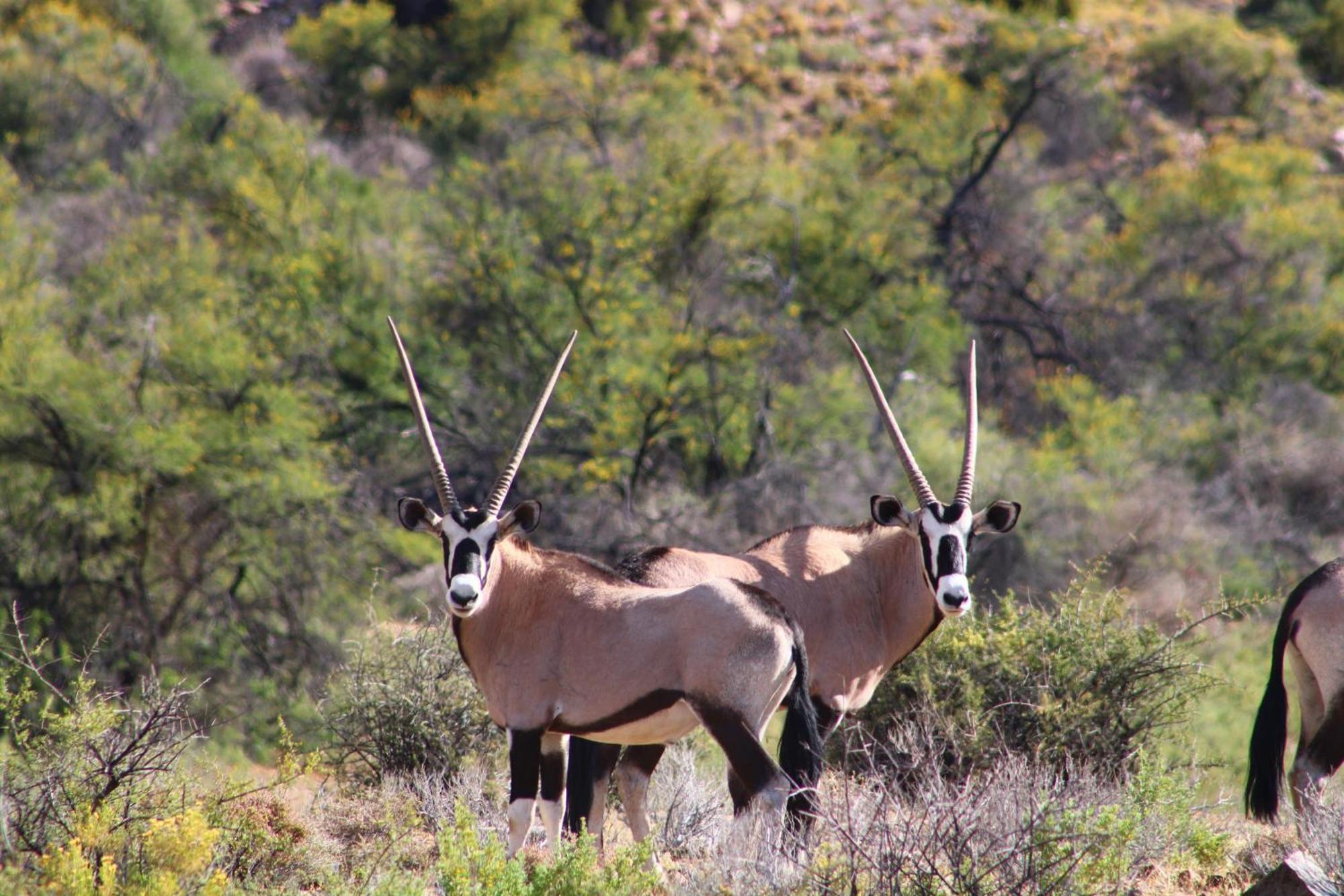 Bosch Luys Kloof Nature Reserve Ladismith Dış mekan fotoğraf