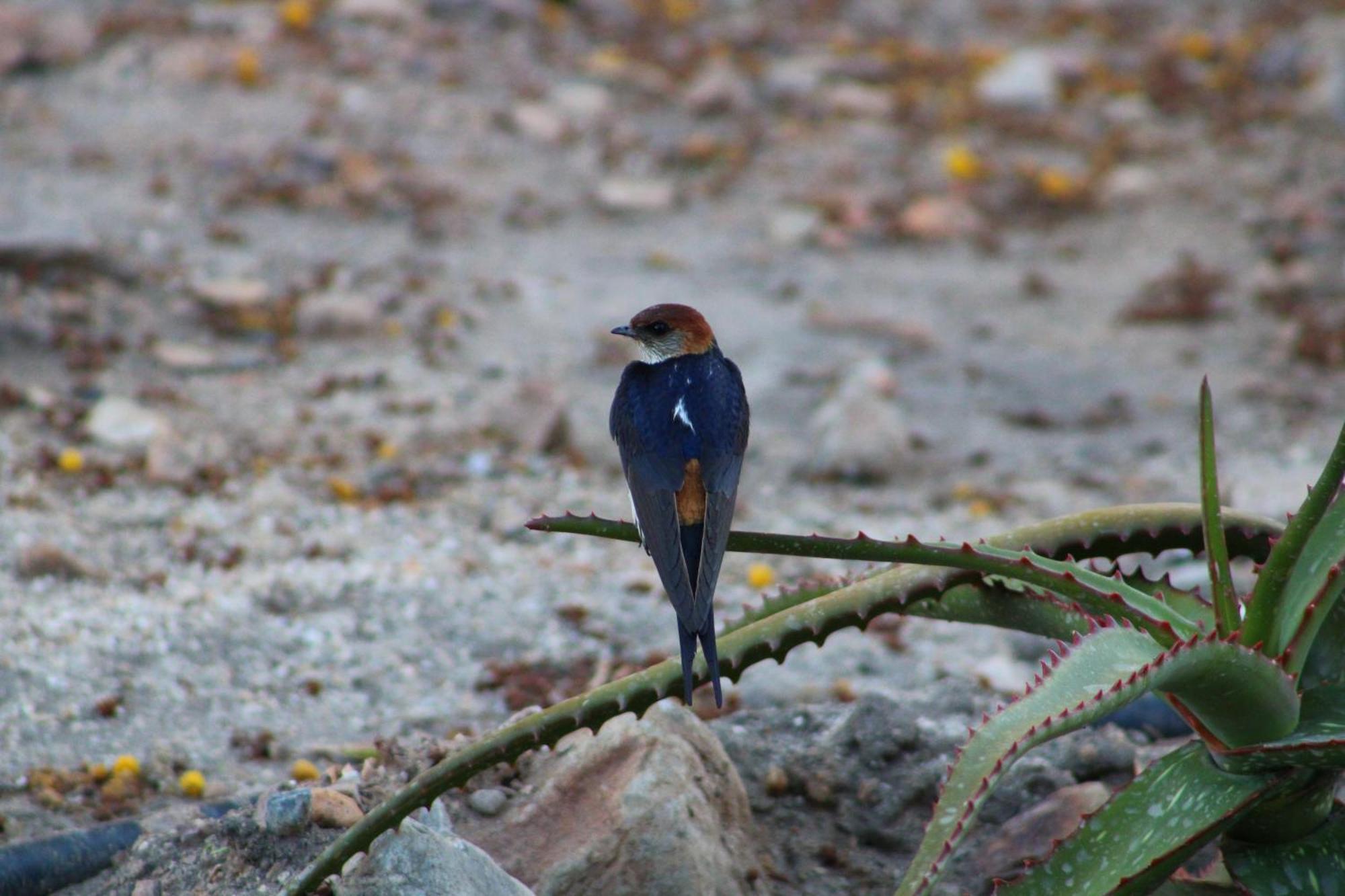 Bosch Luys Kloof Nature Reserve Ladismith Dış mekan fotoğraf